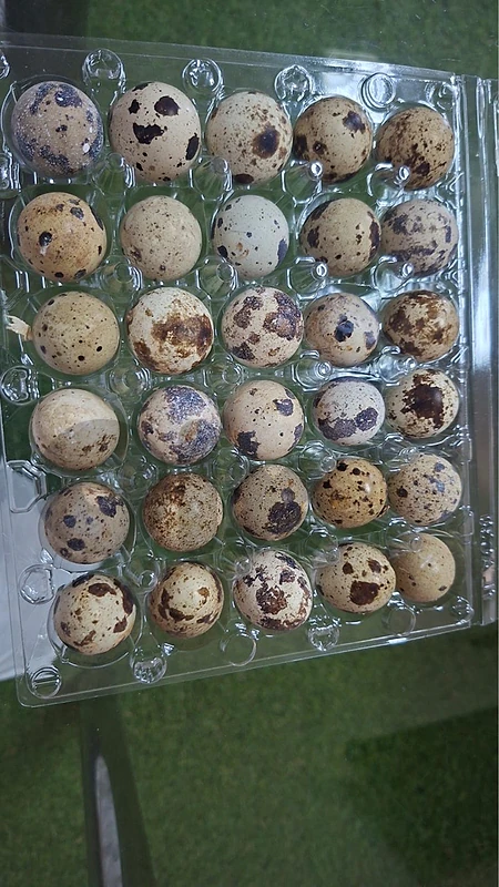 بيض طيور الفر طازج و طبيعي