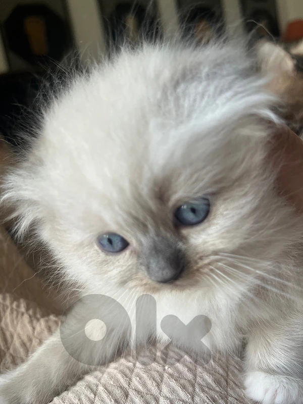 kitten fluffly scotish fold ragdol