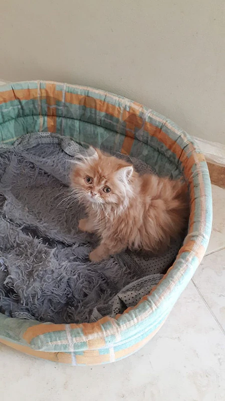 persian cat