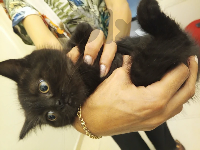 3 little Cats