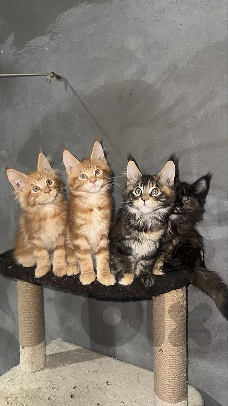 Premium Maine Coon kittens