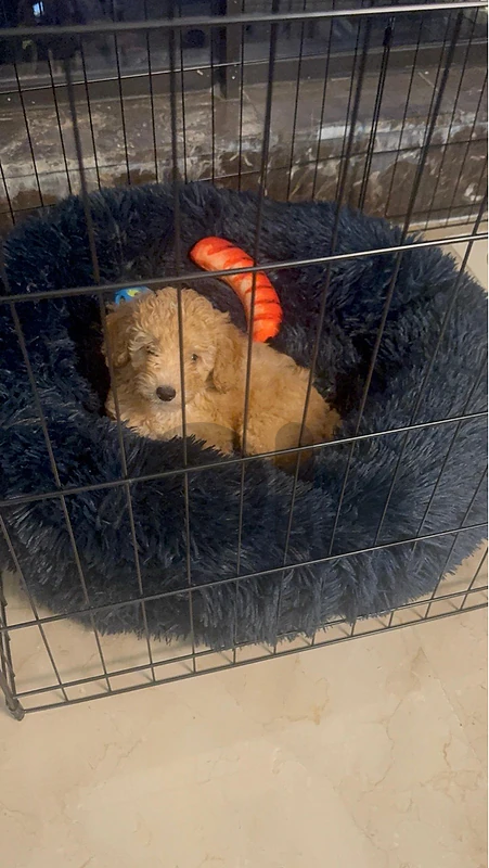 golden doodle for sale