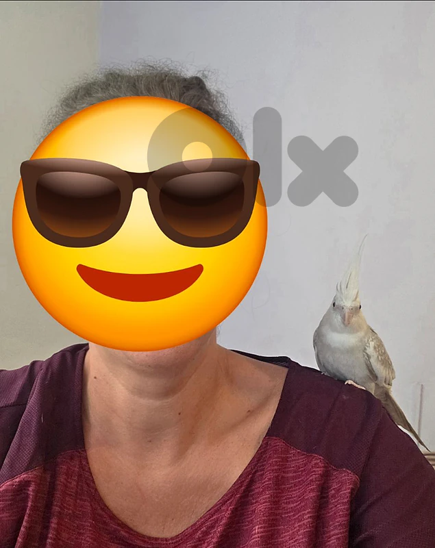 Female Cockatiel