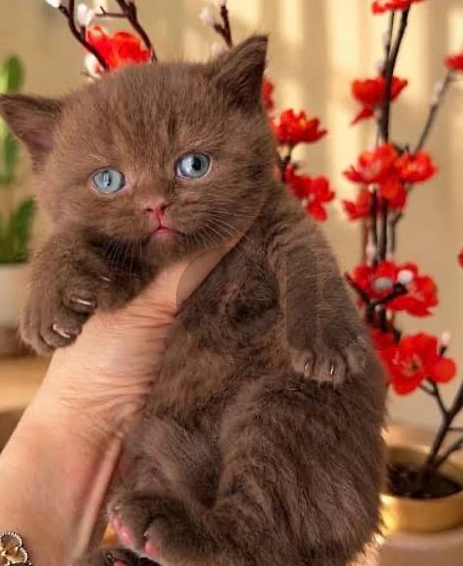 British short hair kitten chocolcate brown