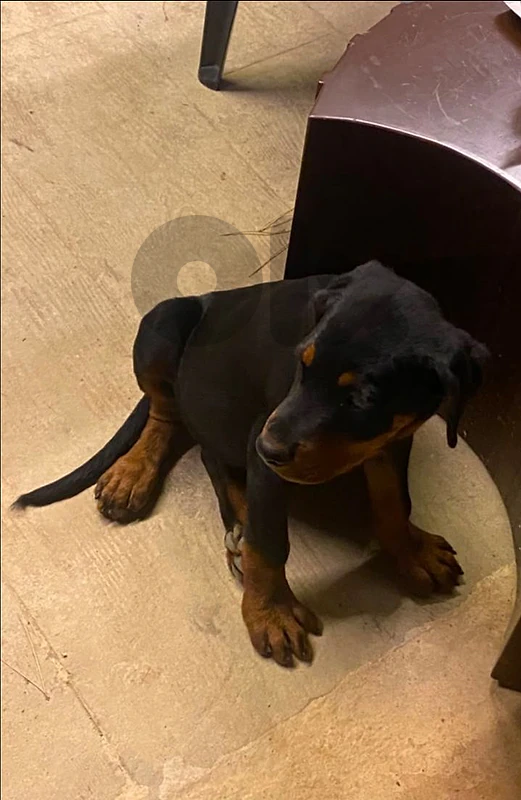 dog Rottweiler