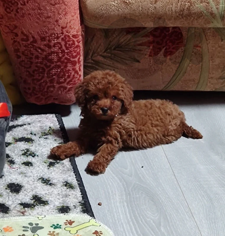 Toy Poodle available