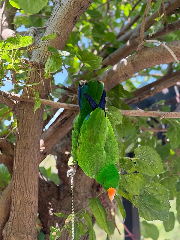eclectus