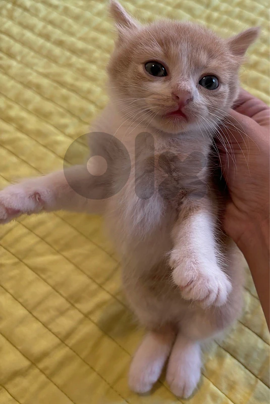 Adorable Fluffy Orange & White Kitten🤍🐾