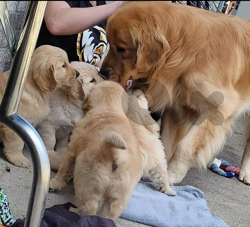 golden retriever bear face
