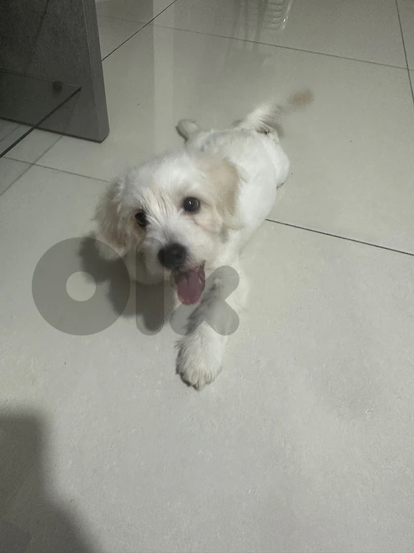 dog for sale