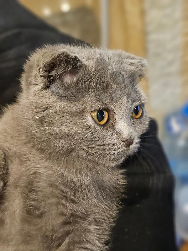 Scottish Fold female and British male 3 months