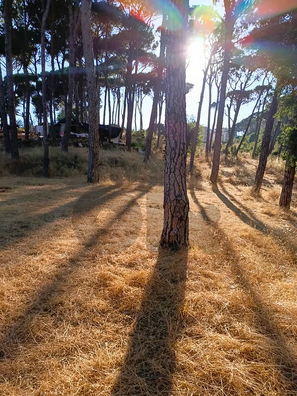 زرعون المتن