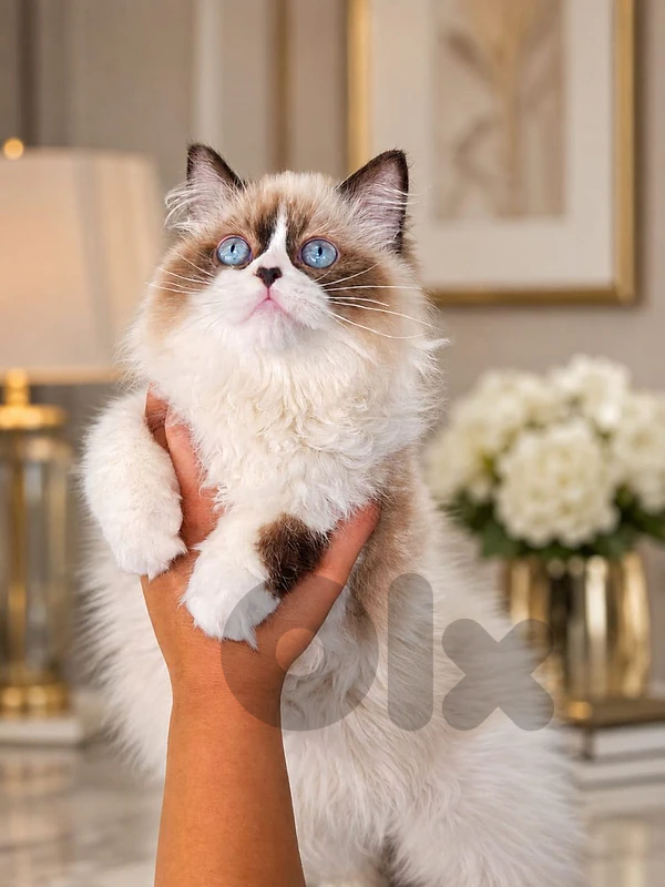 Ragdoll Kitten | imported cat| Delivery