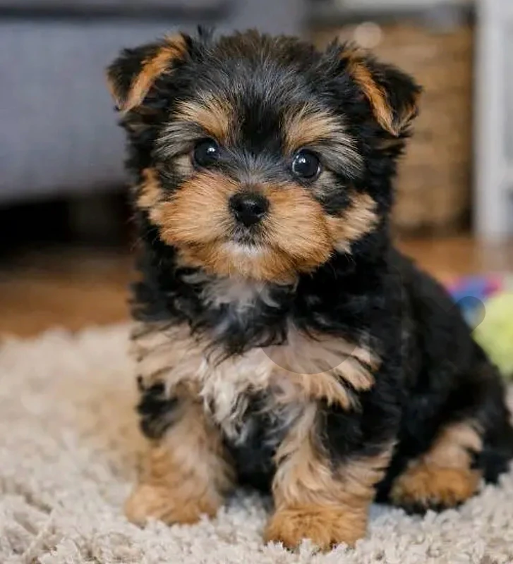 puppy yorkshire