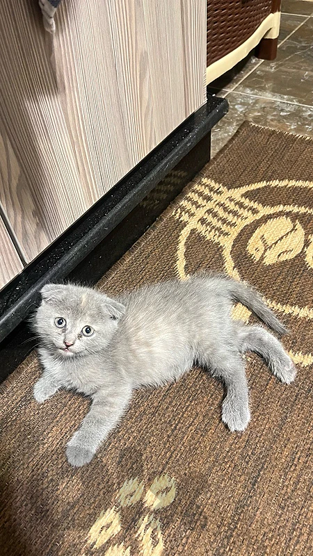 🐱 Scottish Fold Mix Kitten for Sale