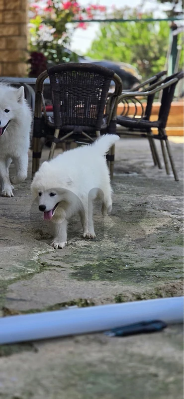 lovely pure samoyed