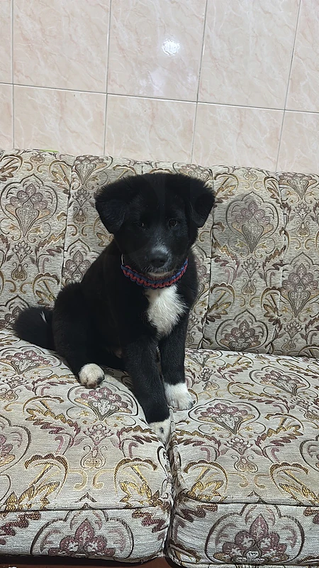 american akita
