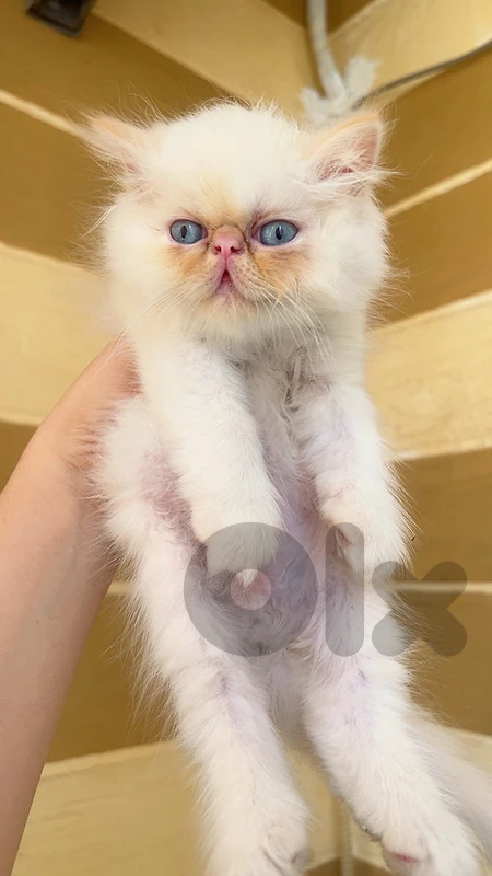 للبيع