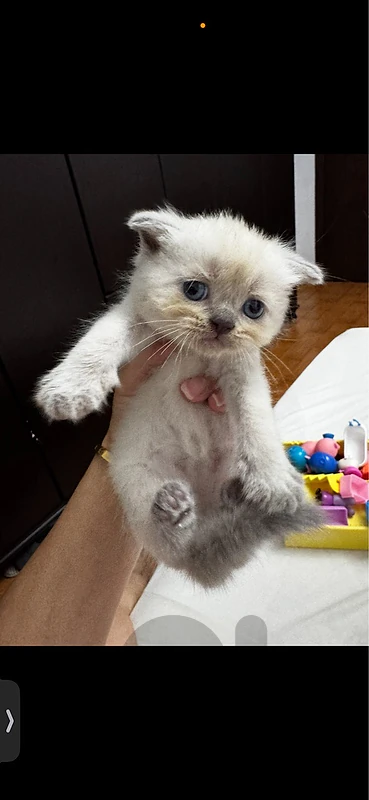 Male Himalayan kitten fold ears