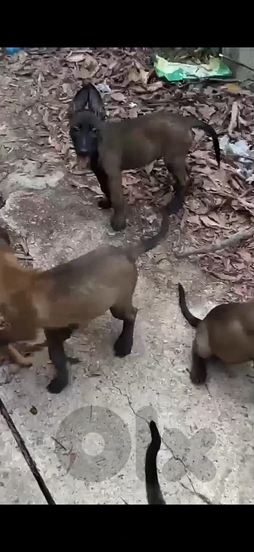 pure malinois dogs