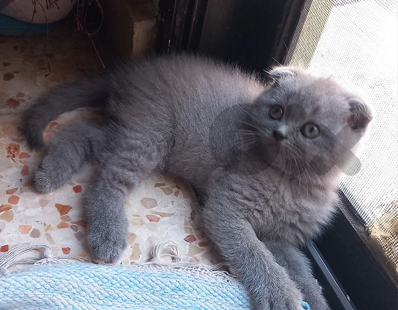 cat for sell