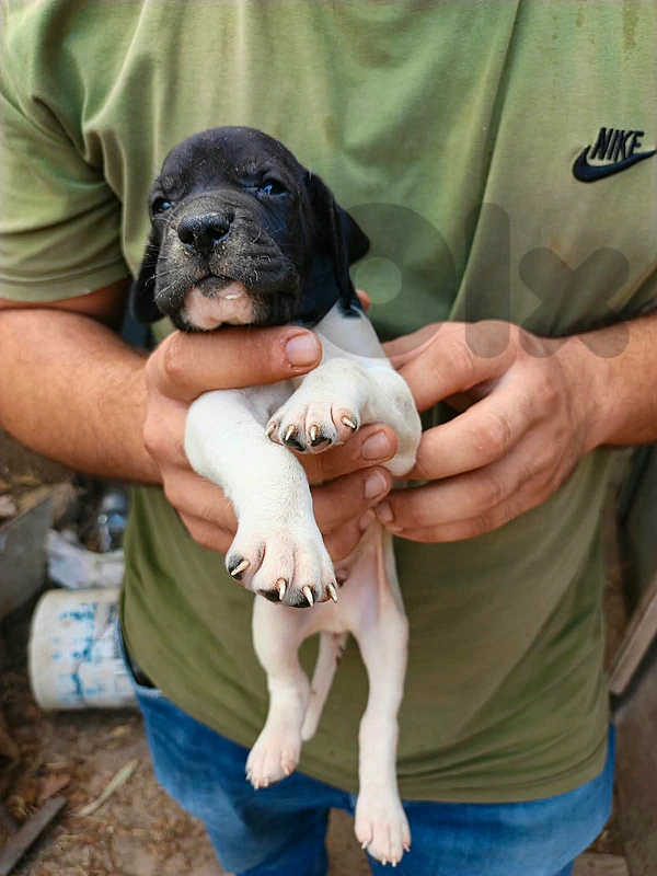 pointer for sale