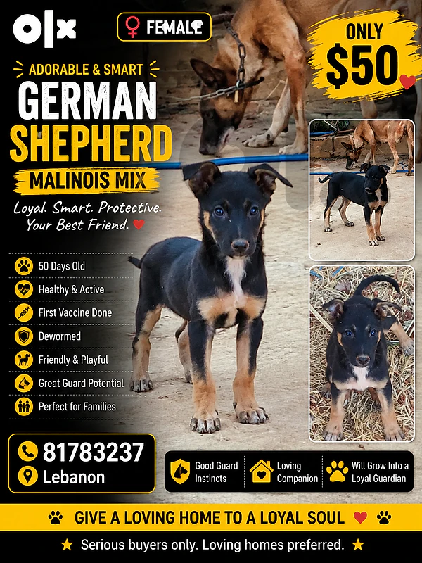 puppy German Shepherd Malinois