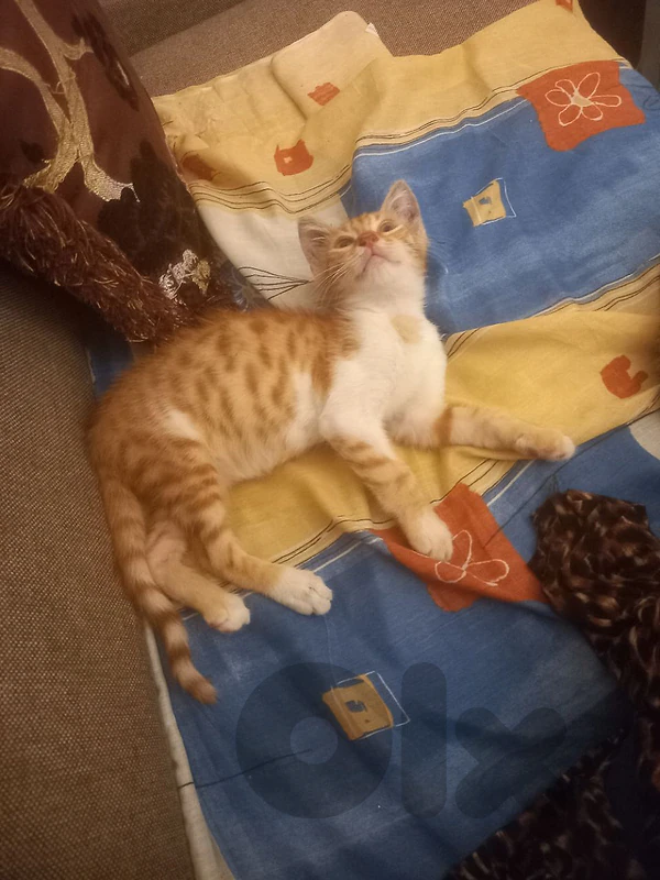 بسينات للتبني