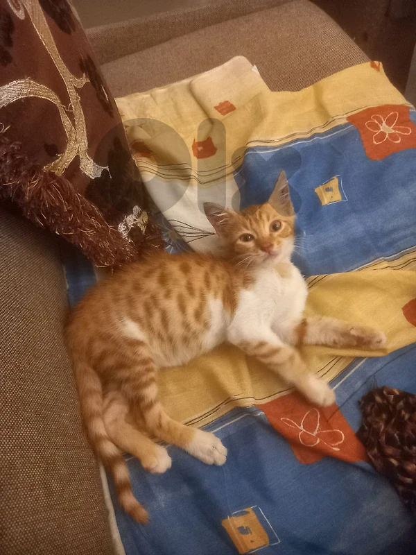 بسينات للتبني