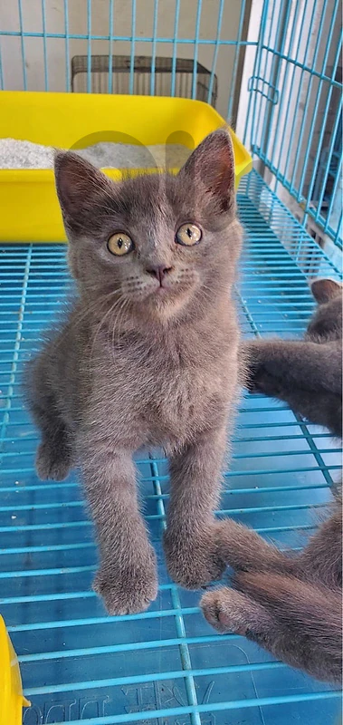 kittens for sale