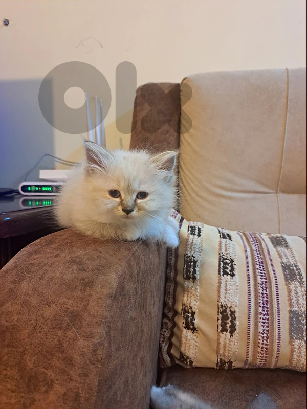 persian himalayen kitten for sale