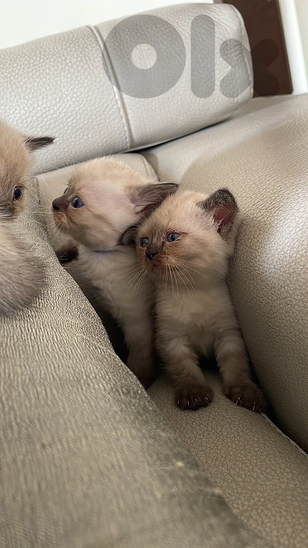 kitten for sale