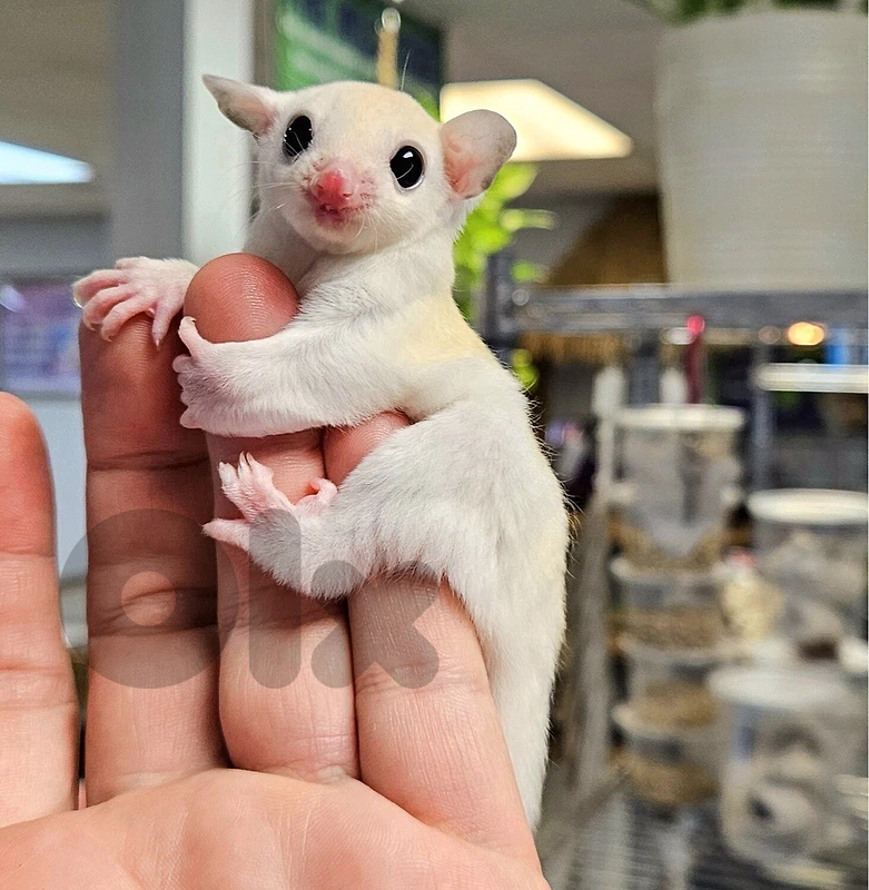 Sugar Glider Cutest