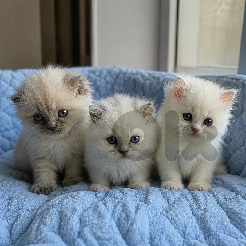 special himalayan kittens