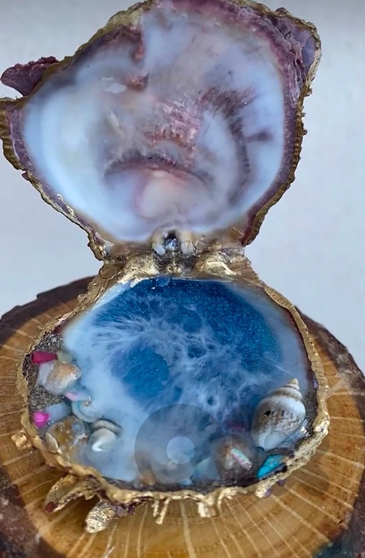 Small Real Shell /Ocean Shell