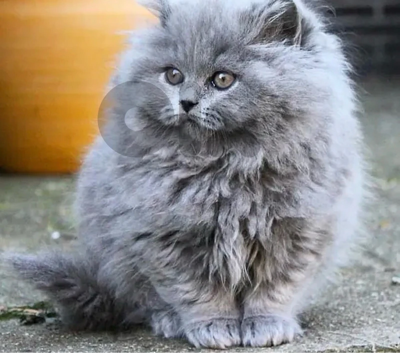 persian kitten msg or telegram or call