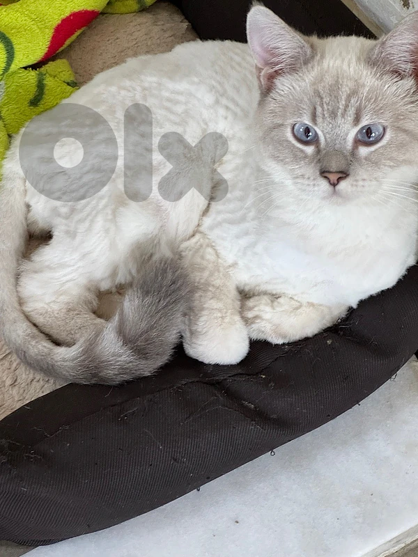 kitten and mature male and female