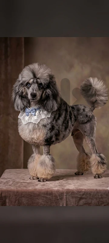 For sale unic imported poodle,only one in Lebanon!
