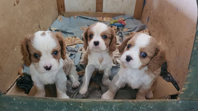 cavalier  king charles 76 007297