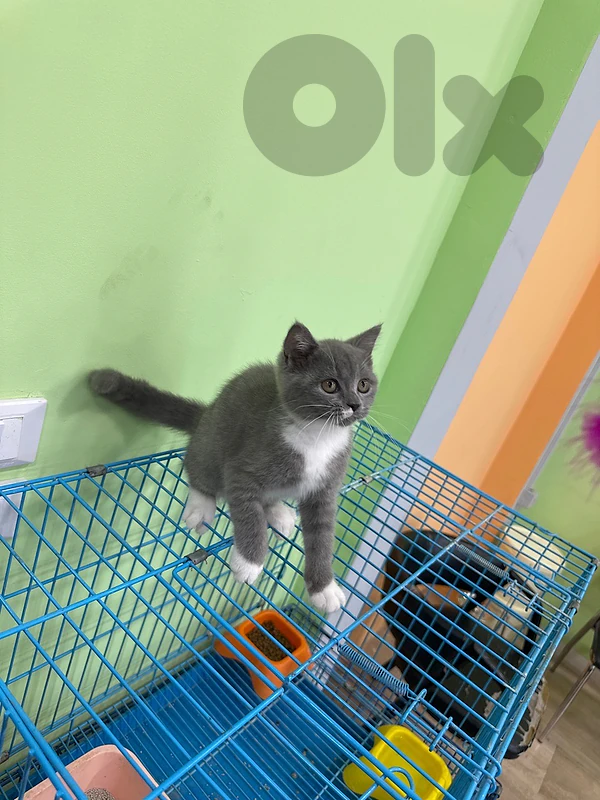 kanj pet shop