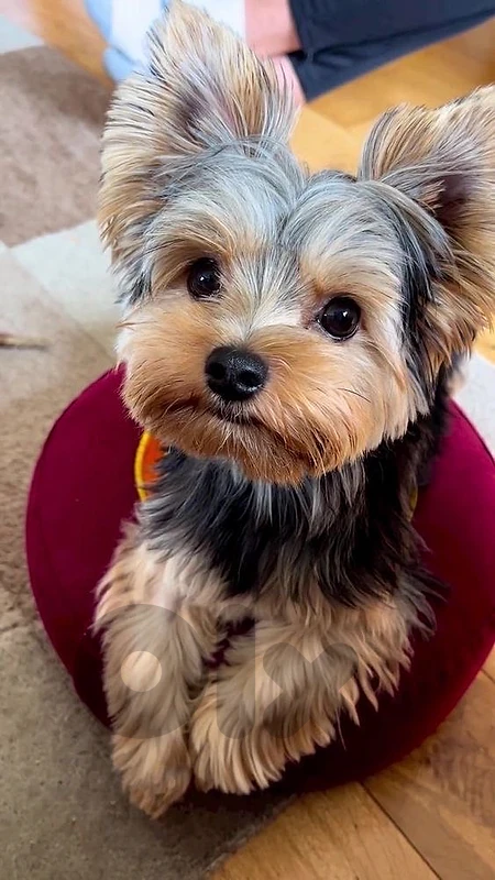 Yorkshire Teacup Imported puppy