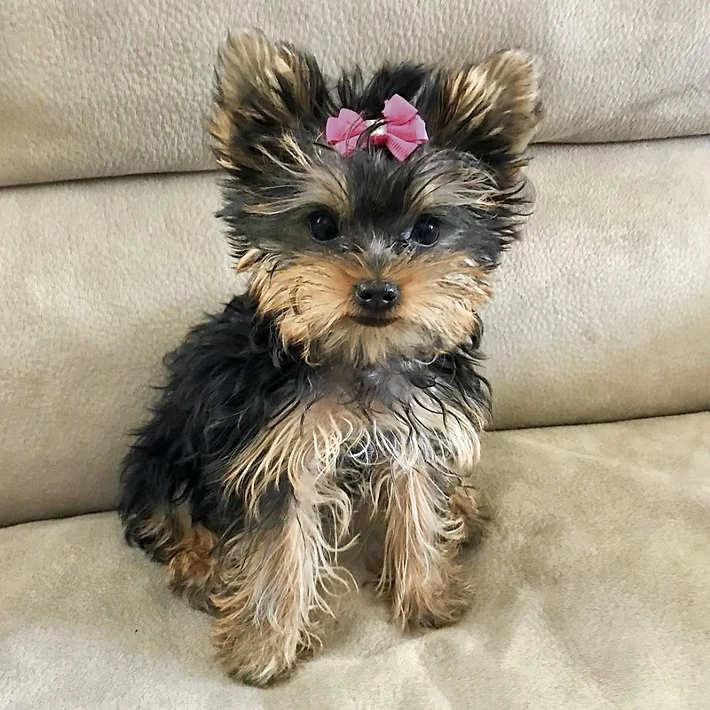 Smallest Yorkshire Imported Yorkie Puppy dog