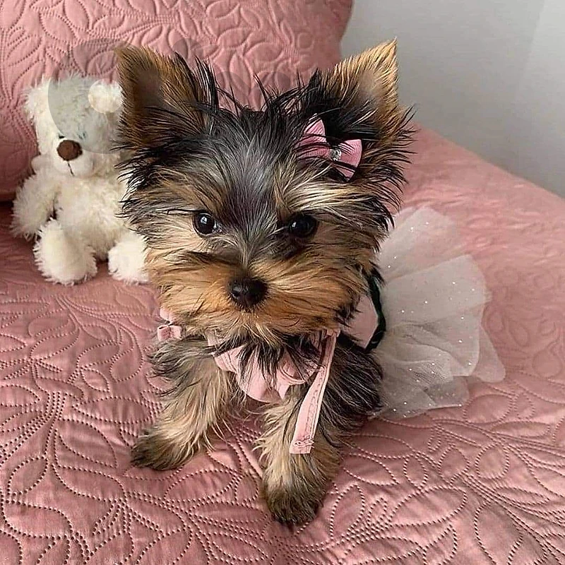 Yorkshire SMALL puppy imported