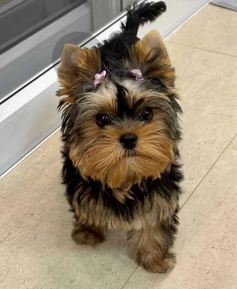 Yorkshire SMALL imported puppy Teacup