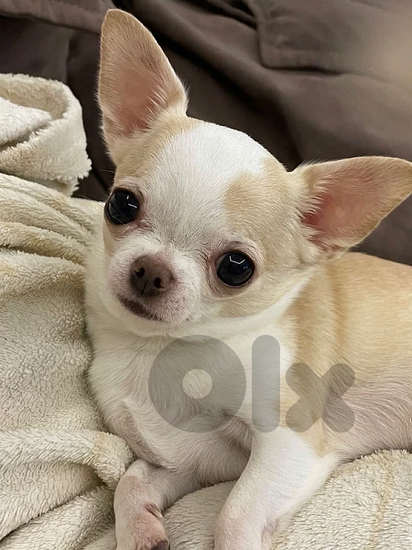 Chihuahua Cream and White Imported