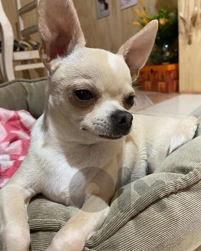 chihuahua imported puppy Teacup