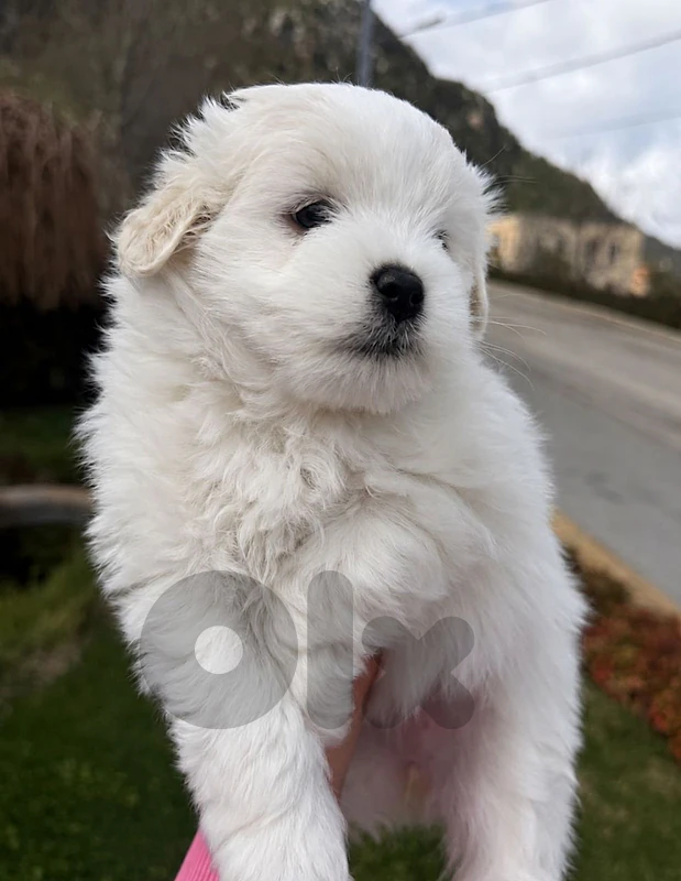 maltese bichon cute size