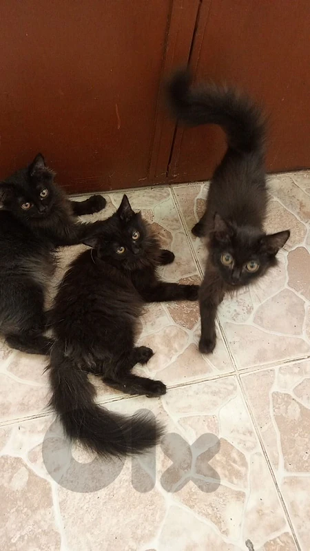 Cute Kittens
