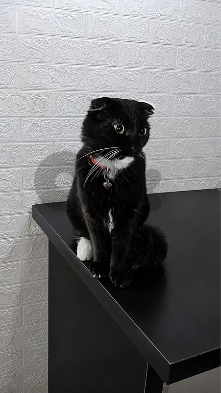 scottish fold black&white