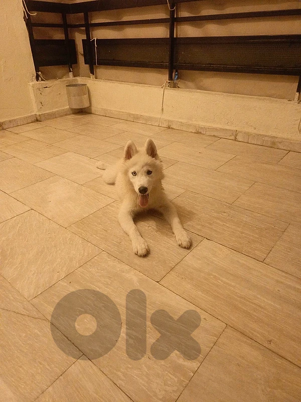 syberian huskey